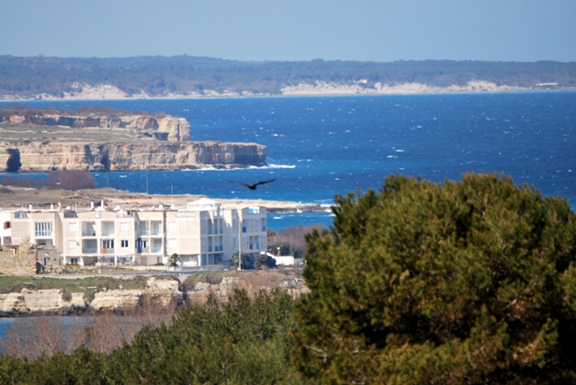 falchi di palude a Otranto